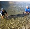 Image 5 : Salmon/Steelhead or Sturgeon Fishing for 1 or 2 people with JB's Killer Guide Service