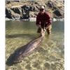 Image 8 : Salmon/Steelhead or Sturgeon Fishing for 1 or 2 people with JB's Killer Guide Service