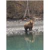 Image 4 : 10-day Alaska Grizzly Bear/Brown Bear and Wolf Combo with D&L Outfitters