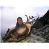 Image 8 : 4-day Free Range Cantabrian Chamois or Mouflon Sheep Hunt in Spain with Eurohunts Spain