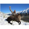 Image 10 : 5-day New Zealand Bull Tahr Hunt with Southern Mountain Adventures