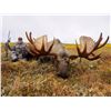 Image 10 : 10-day Alaska Yukon Moose Hunt for 1 Hunter in Northwest Alaska with Freelance Outdoor Adventures