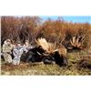 Image 1 : 10-day Alaska Yukon Moose Hunt for 1 Hunter in Northwest Alaska with Freelance Outdoor Adventures