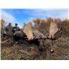 Image 4 : 10-day Alaska Yukon Moose Hunt for 1 Hunter in Northwest Alaska with Freelance Outdoor Adventures