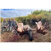 Image 6 : 10-day Alaska Yukon Moose Hunt for 1 Hunter in Northwest Alaska with Freelance Outdoor Adventures