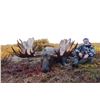 Image 9 : 10-day Alaska Yukon Moose Hunt for 1 Hunter in Northwest Alaska with Freelance Outdoor Adventures