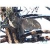 Image 9 : Muzzleloader Coues Deer and Mountain Lion Hunt for Two Hunters with Diamond Outfitters