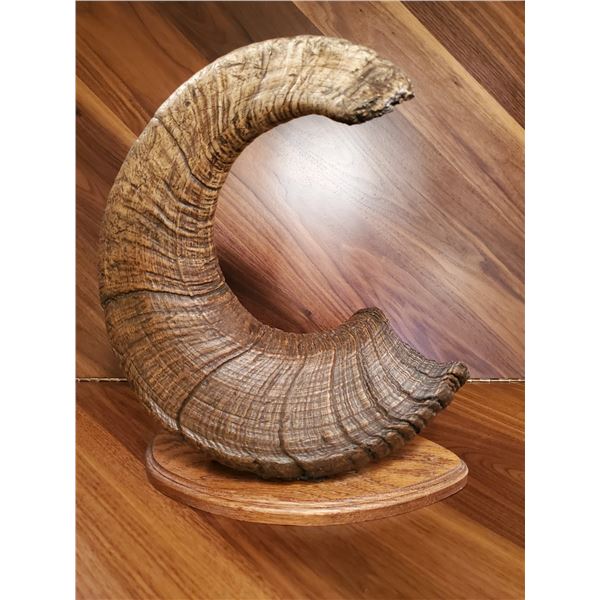 Wyo Backcountry Decor Horn Replica