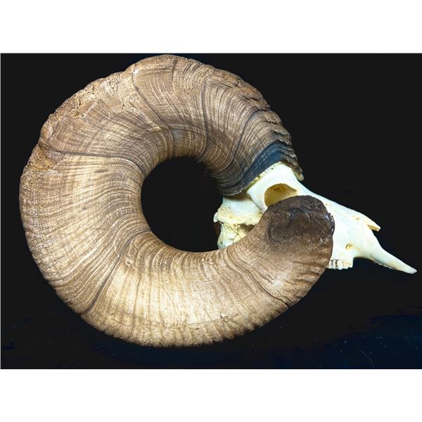 World Record California Bighorn Replica