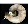 Image 2 : World Record California Bighorn Replica