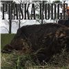 Image 1 : HOG HUNT FOR 1 (TEXAS PANHANDLE) W/ PLASKA LODGE