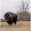 Image 3 : TROPHY BISON HUNT FOR 1 (NEW MEXICO) W/ LAMONT'S WILD WEST BUFFALO (UPGRADED FROM MEAT BULL)