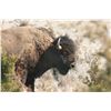 Image 4 : TROPHY BISON HUNT FOR 1 (NEW MEXICO) W/ LAMONT'S WILD WEST BUFFALO (UPGRADED FROM MEAT BULL)