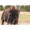 Image 5 : TROPHY BISON HUNT FOR 1 (NEW MEXICO) W/ LAMONT'S WILD WEST BUFFALO (UPGRADED FROM MEAT BULL)
