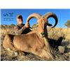 Image 5 : AOUDAD RAM "RUT" HUNT FOR 1 (NEAR FORT DAVIS, TX) W/ H.E. SPROUL RANCH