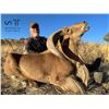 Image 6 : AOUDAD RAM "RUT" HUNT FOR 1 (NEAR FORT DAVIS, TX) W/ H.E. SPROUL RANCH