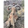 Image 7 : AOUDAD RAM "RUT" HUNT FOR 1 (NEAR FORT DAVIS, TX) W/ H.E. SPROUL RANCH