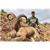 Image 8 : AOUDAD RAM "RUT" HUNT FOR 1 (NEAR FORT DAVIS, TX) W/ H.E. SPROUL RANCH