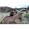 Image 9 : AOUDAD RAM "RUT" HUNT FOR 1 (NEAR FORT DAVIS, TX) W/ H.E. SPROUL RANCH