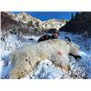 Image 3 : MOUNTAIN GOAT HUNT FOR 1 (BRITISH COLUMBIA) W/ BC TROPHY MOUNTAIN OUTFITTERS