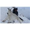 Image 6 : MOUNTAIN GOAT HUNT FOR 1 (BRITISH COLUMBIA) W/ BC TROPHY MOUNTAIN OUTFITTERS