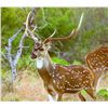 Image 4 : AXIS DEER HUNT FOR 1 (MAUI HAWAII) W/ HAWAII HUNTS