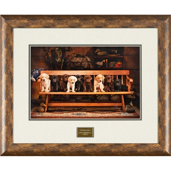 Nine in a Line Puppy Photo