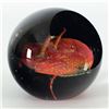 Image 3 : A Star is Born (Paperweight) by Glass Eye Studio