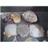 Image 11 : Crafting Shells and Coral