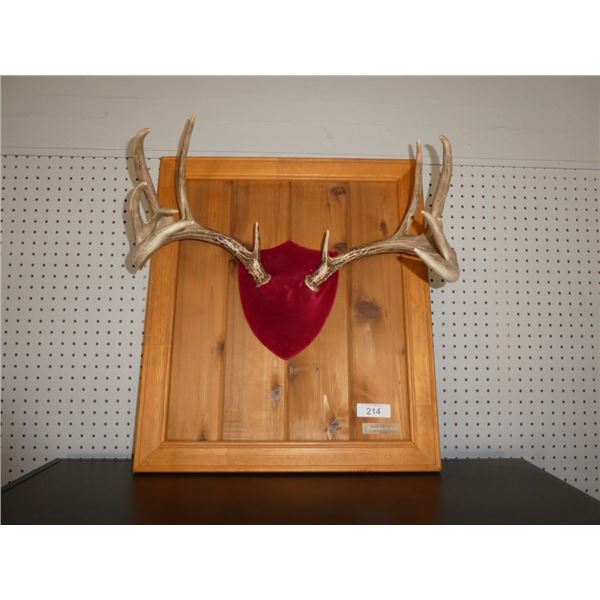 decorative antlers
