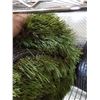 Image 3 : 2 Rolls of Artificial Turf