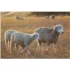 Image 2 : 10 Yearlings - Montana Sheep Co.