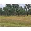 Image 3 : 10 Yearlings - Garrett & Katie Harrington