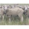 Image 2 : 10 Yearlings - Bieber Land, LLC