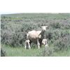 Image 2 : 10 Yearlings - Kathryn H. McRae