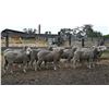Image 2 : 10 Yearlings - Green Ranch Targhee, Keith Green
