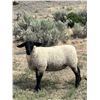 Image 2 : 5 Lambs - Thompson Land and Livestock, LLC