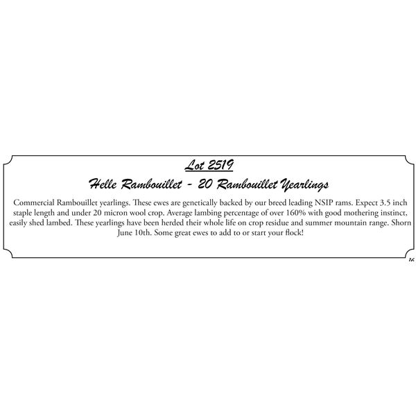 19 Yearlings - Helle Rambouillet