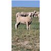 Image 2 : 20 Yearlings - Joe Nemitz