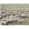 Image 2 : 20 Yearlings - Bieber Land, LLC