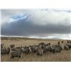 Image 2 : 20 Yearlings - Lazy 4X Livestock Company