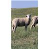 Image 2 : 20 Yearlings - Joe Nemitz