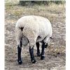 Image 2 : Thompson Land and Livestock