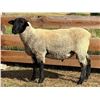 Image 2 : Dawe Suffolks