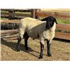 Image 2 : Dawe Suffolks