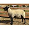 Image 2 : Dawe Suffolks