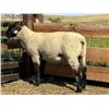 Image 2 : Dawe Suffolks