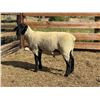 Image 2 : Dawe Suffolks