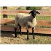 Image 2 : Dawe Suffolks