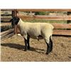 Image 2 : Dawe Suffolks